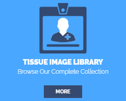 Tissue Image Library - Browse Our Complete Collection